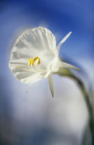 Daffodil, Petticoat daffodil, Narcissus bulbicodium.