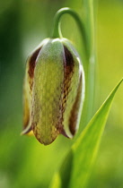 Fritillary, Fritillaria lusitanica.