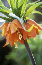 Fritillary, Crown imperial fritillary, Fritillaria imperialis 'The Premier'.