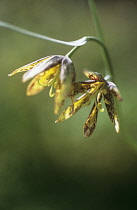 Fritillary, Fritillaria affinis x recurua.