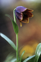 Fritillary, Fritillaria davisii.