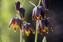 Fritillary, Fritillaria affinis 'Tristulis'.