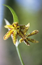 Fritillary, Fritillaria affinis x recurua.