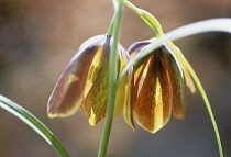 Fritillary, Fritillaria lusitanica.