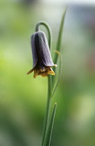 Fritillary, Fritillaria latakiensis.