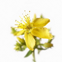 St John's Wort, Hypericum perforatum.