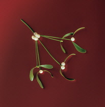 Mistletoe, Viscum album.