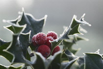 Holly, Ilex aquifolium.