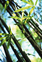 Bamboo, Black bamboo, Phyllostachys nigra.