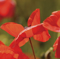 Poppyfield, Papaver rhoeas.