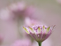 Masterwort, Astrantia.