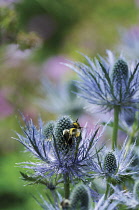 Sea Holly, Eryngium.