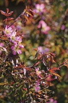 Rose, Rosa glauca.