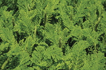 Tansy, Tanacetum vulgare.