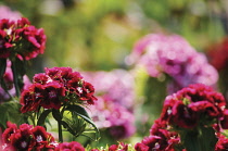 SweetWilliam, Dianthus barbatus.