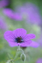 Cranesbill, Geranium.