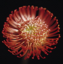 Pincushion, Leucospermum cordifolium.