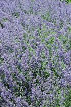 Catmint, Nepeta mussinii.