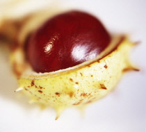 Horse Chestnut, Conker, Aesculus hippocastanum.