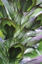 Bear's Breeches, Acanthus mollis.