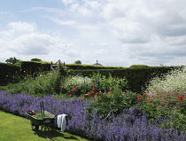 Catmint, Nepeta mussinii.