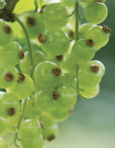 sativum'Rovada', Currant, Redcurrant, Ribes rubrum.