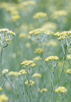 Curryplant, Helichrysum angustifolium.