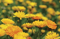 Marigold, Calendula officinalis.