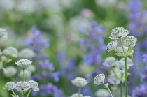 Masterwort, Astrantia.