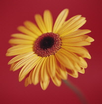 Gerbera.