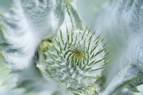 Cardoon, Cynara cardunculus.