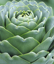 Globe Artichoke, Cynara scolymus.