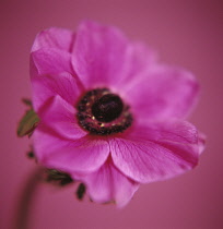 Anemone, Anemone pavonina.