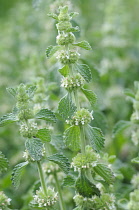 Horehound, Marrubium vulgare.