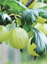 Gooseberry, Ribes uva-crispa.