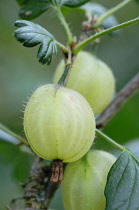 Gooseberry, Ribes uva-crispa.