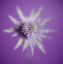 Sea Holly, Eryngium.