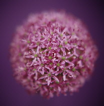 Allium.