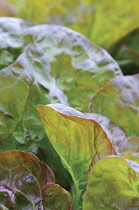 Lettuce, Lactuca sativa 'Marvel of Four Season'.