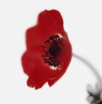 Anemone, Anemone coronaria De Caen.