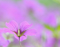 Cranesbill, Geranium.