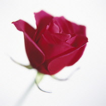 Rose, Rosa.