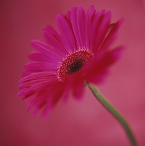 Gerbera.