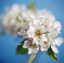 Apple, Malus domestica.