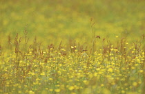 Buttercup, Ranunculus acris.