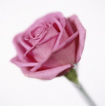 Rose, Rosa.