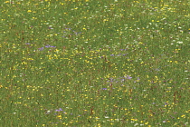 Buttercup, Ranunculus acris.