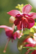 Fuchsia, close up showing stamen.