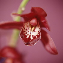 Orchid, Cymbidium.