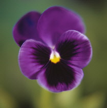 Pansy, Viola wittrockiana.